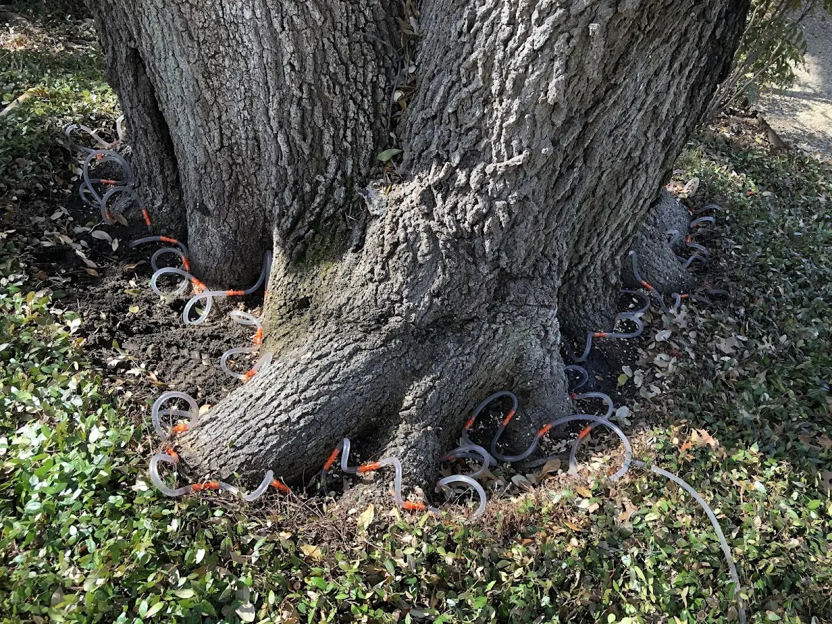 Detailed Tree Cabling and Bracing job site in Minter City