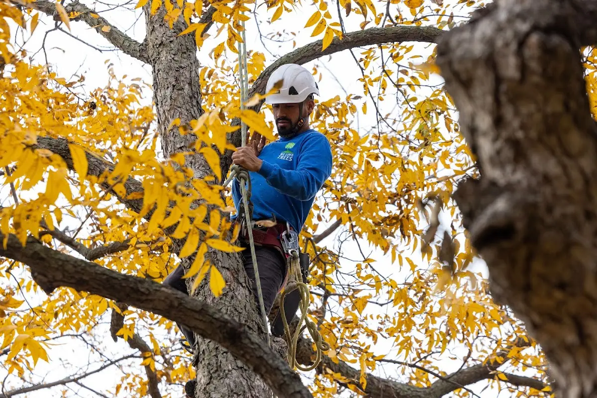 Skilled Tree Pruning crew working in Minter City