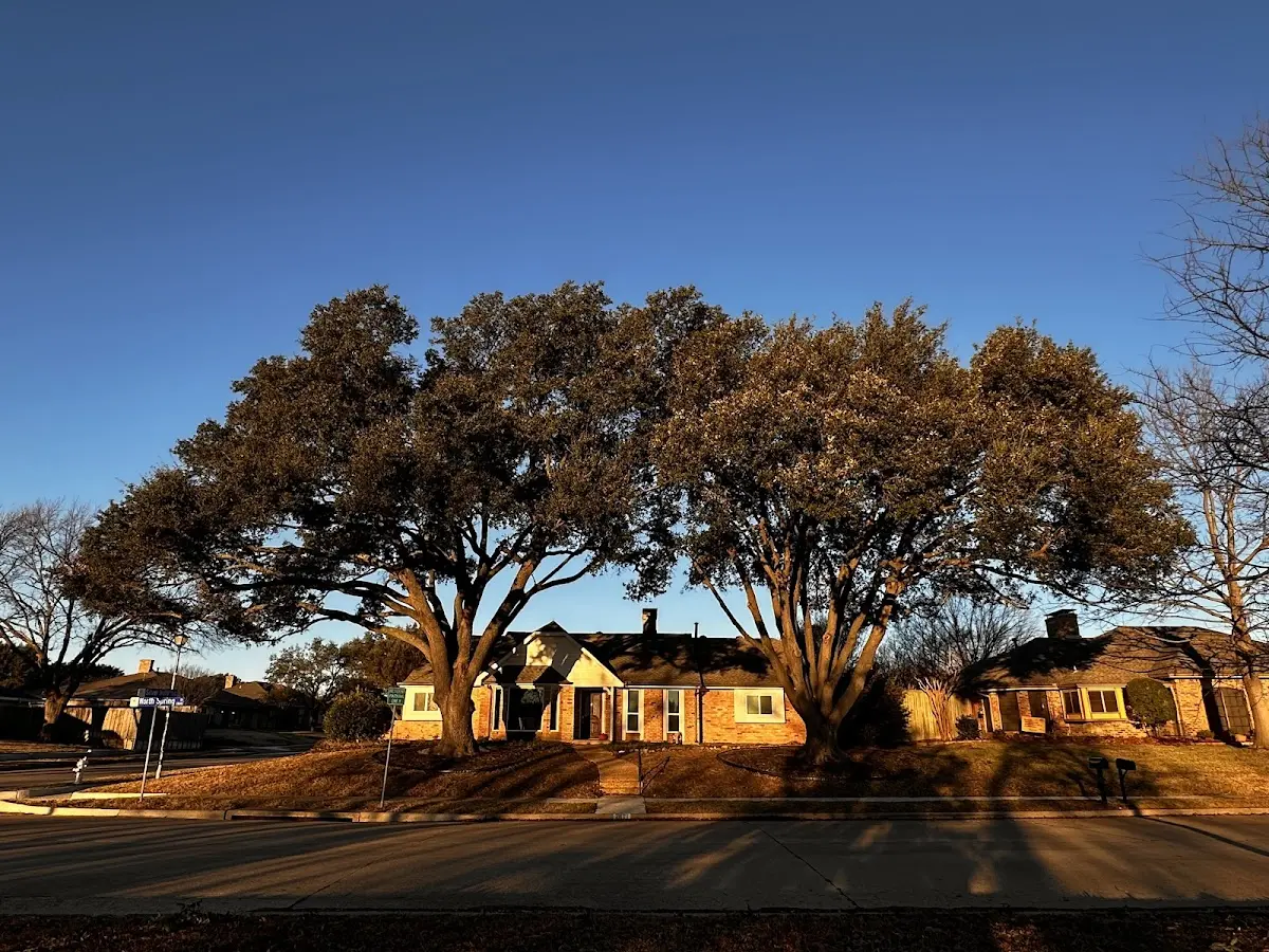 Established residential canopy tree shading a home in Minter City